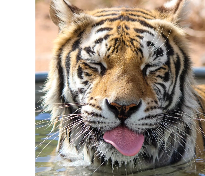 Keeper's of the Wild zoo booking system on mobile